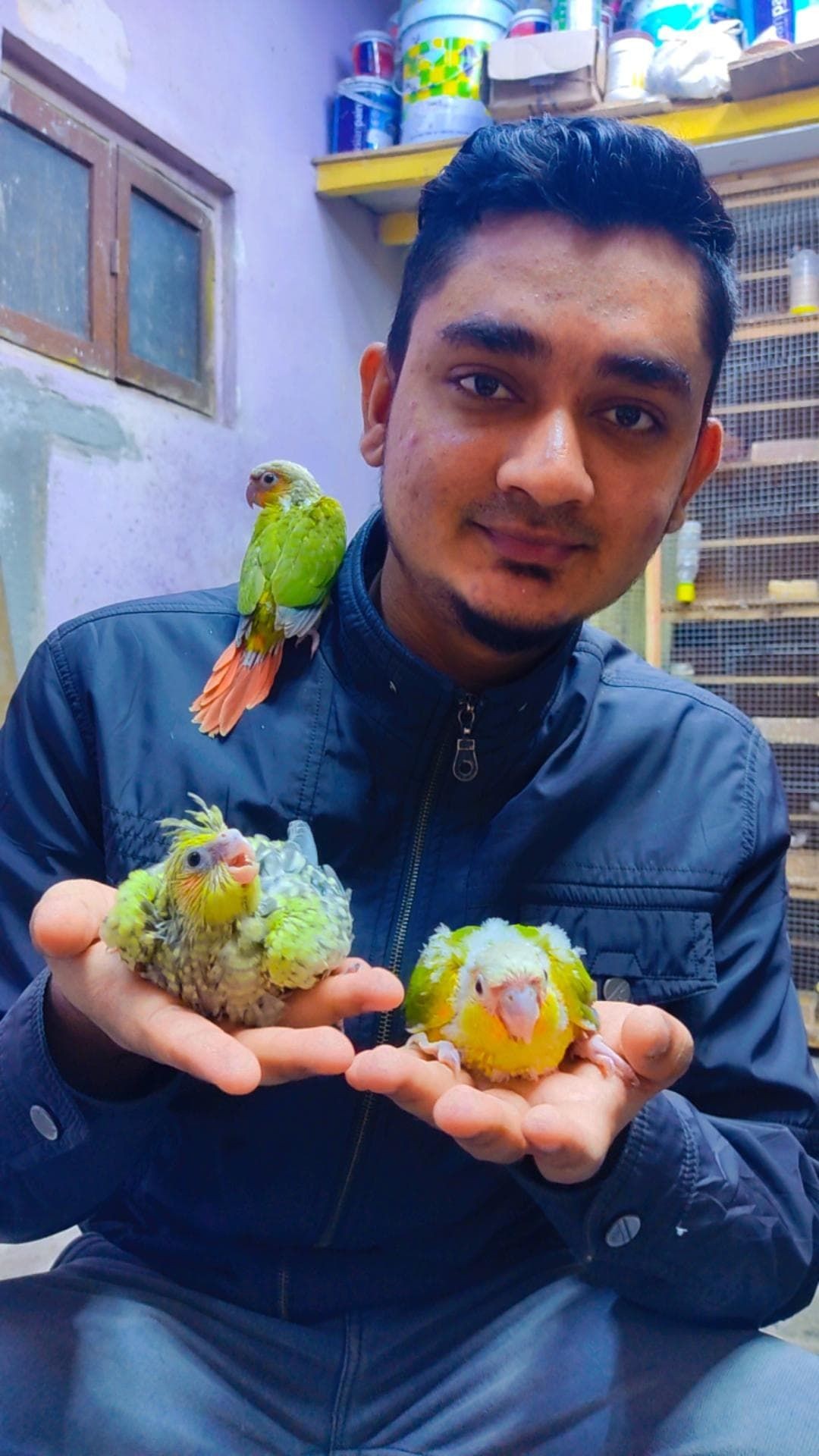 Handfeeding chicks