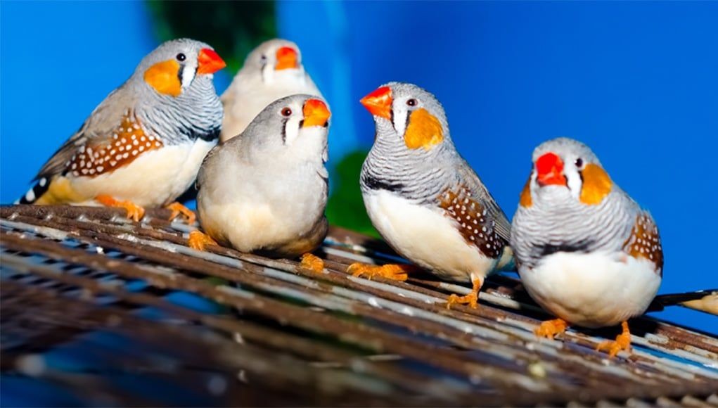 Finches